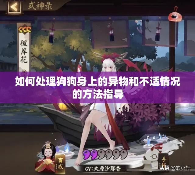 如何处理狗狗身上的异物和不适情况的方法指导