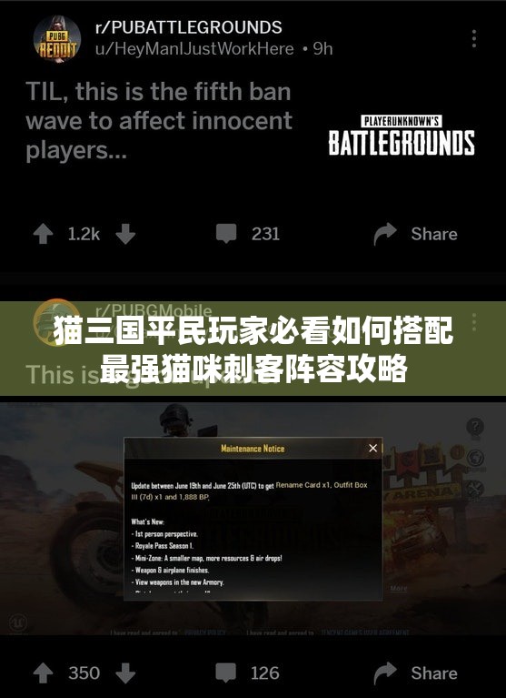 猫三国平民玩家必看如何搭配最强猫咪刺客阵容攻略